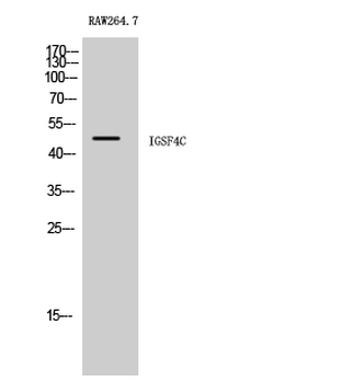 IGSF4C Polyclonal Antibody