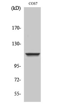 IARS2 Polyclonal Antibody