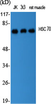 HSC 70 Polyclonal Antibody