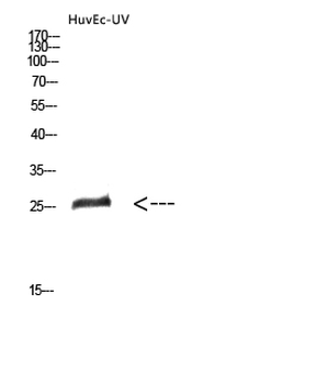 HMG-1 Polyclonal Antibody