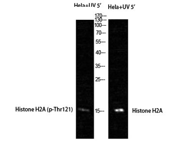 Histone H2A Polyclonal Antibody