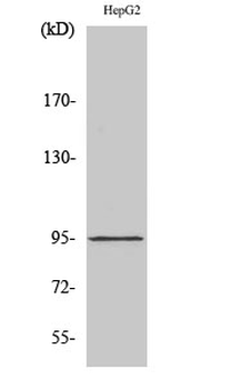 HIF-1β Polyclonal Antibody