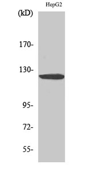 HDAC5/9 Polyclonal Antibody