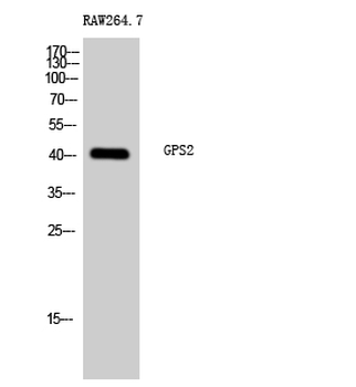 GPS2 Polyclonal Antibody