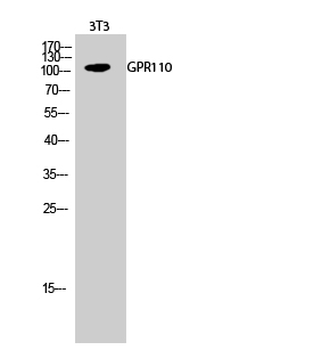 GPR110 Polyclonal Antibody