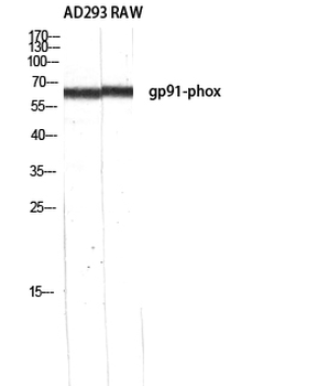 gp91-phox Polyclonal Antibody