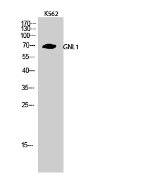 GNL1 Polyclonal Antibody