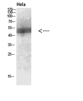 Glut4 Polyclonal Antibody