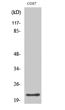GCG Polyclonal Antibody