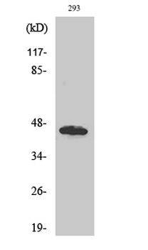 GBDR1 Polyclonal Antibody