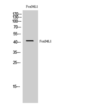FoxD4L1 Polyclonal Antibody