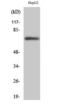 Fnk Polyclonal Antibody
