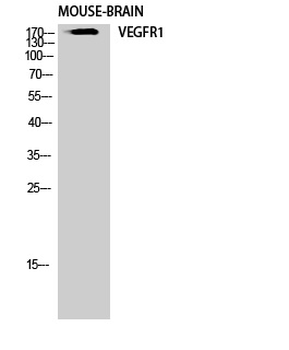 Flt-1 Polyclonal Antibody