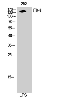 Flk-1 Polyclonal Antibody