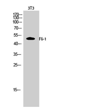 Fli-1 Polyclonal Antibody
