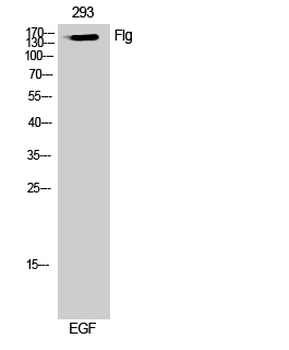 Flg Polyclonal Antibody