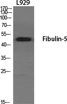 Fibulin-5 Polyclonal Antibody