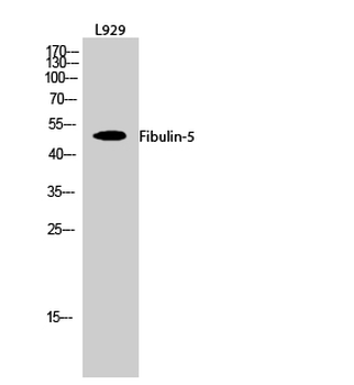 Fibulin-5 Polyclonal Antibody