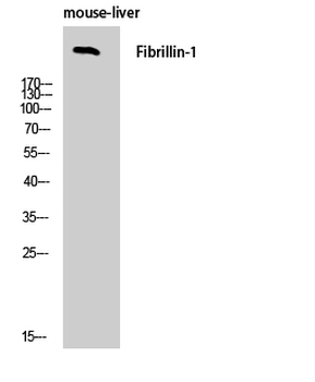 FBN1 Polyclonal Antibody