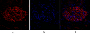 FAS-L Polyclonal Antibody