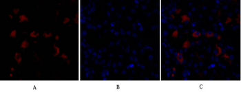 FAS-L Polyclonal Antibody