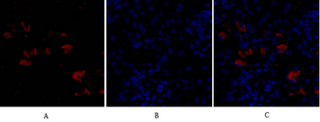 FAS-L Polyclonal Antibody