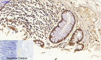 FAS-L Polyclonal Antibody