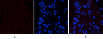 FAS Polyclonal Antibody