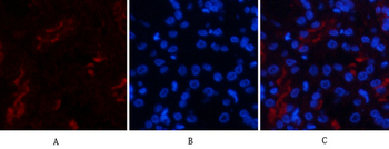 FAS Polyclonal Antibody