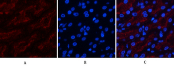 FAS Polyclonal Antibody