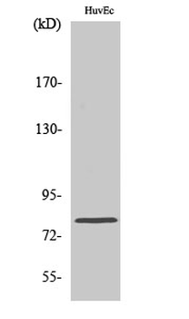 Ezrin Polyclonal Antibody