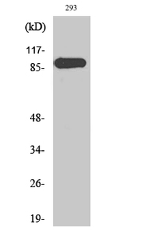 ERK 3 Polyclonal Antibody