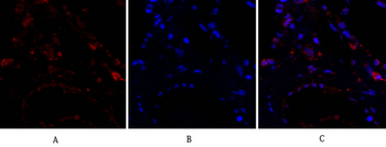 ERK 1/2 Polyclonal Antibody