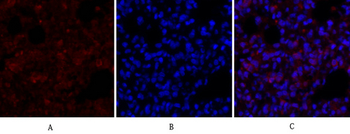 ERK 1/2 Polyclonal Antibody