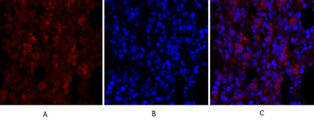 ERK 1/2 Polyclonal Antibody