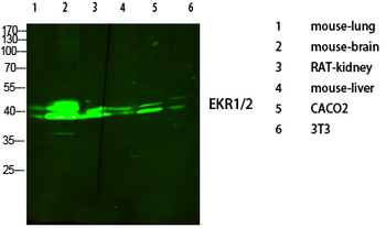ERK 1/2 Polyclonal Antibody