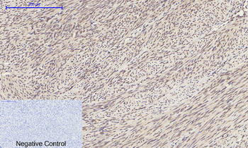 ERK 1/2 Polyclonal Antibody