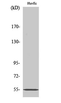 ER81 Polyclonal Antibody