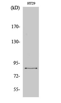 ENX-2 Polyclonal Antibody