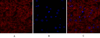 EGFR Polyclonal Antibody