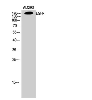 EGFR Polyclonal Antibody