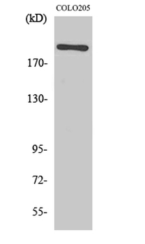 EGFL4 Polyclonal Antibody