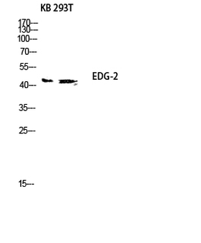 EDG-2 Polyclonal Antibody