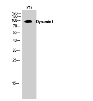 Dynamin I Polyclonal Antibody