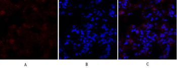 DRP1 Polyclonal Antibody