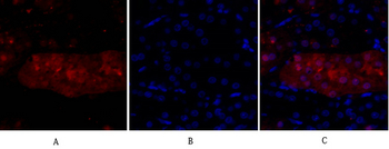 DRP1 Polyclonal Antibody