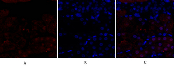 DRP1 Polyclonal Antibody
