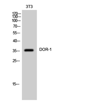 DOR-1 Polyclonal Antibody
