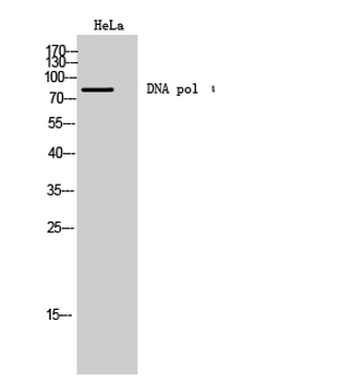 DNA pol ι Polyclonal Antibody
