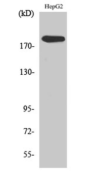 DNA pol α Polyclonal Antibody